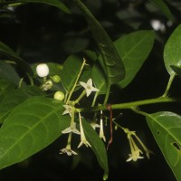 Cestrum nocturnum L.